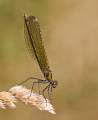Female banded demoiselle - Charles Whitfield-King